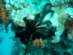 Rare soft coral from the red sea deep south ,photo was ta... by Charlie Cutajar 